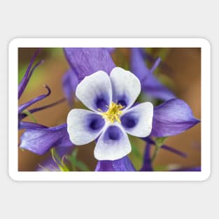 Colorado State Flower Blue Columbine Sticker